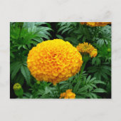 Oranje Chrysanthemum Briefkaart (Voorkant)