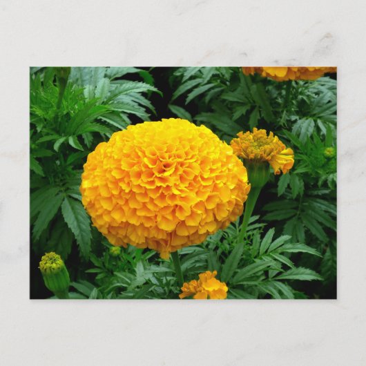 Oranje Chrysanthemum Briefkaart (Voorkant)