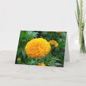 Oranje Chrysanthemum Kaart (Achterkant)
