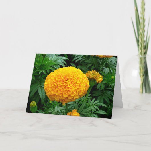 Oranje Chrysanthemum Kaart (Voorkant)