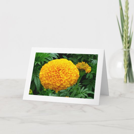 Oranje Chrysanthemum Kaart (Voorkant)