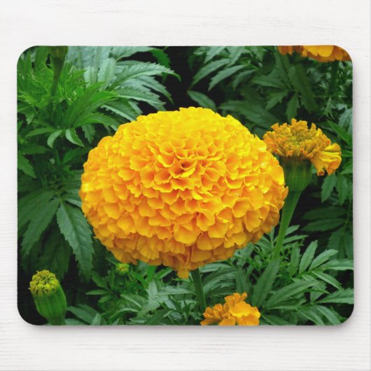Oranje Chrysanthemum Muismat (Voorkant)