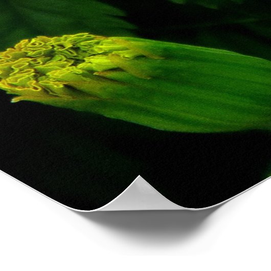 Oranje Chrysanthemum Poster (Hoek)