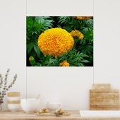 Oranje Chrysanthemum Poster (Keuken)