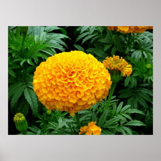 Oranje Chrysanthemum Poster (Voorkant)