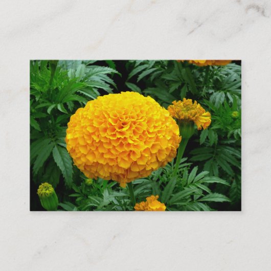 Oranje Chrysanthemum Visitekaartje (Voorkant)