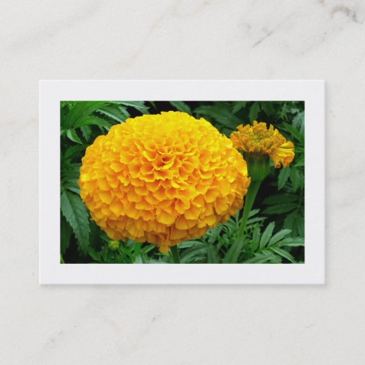 Oranje Chrysanthemum Visitekaartje (Voorkant)