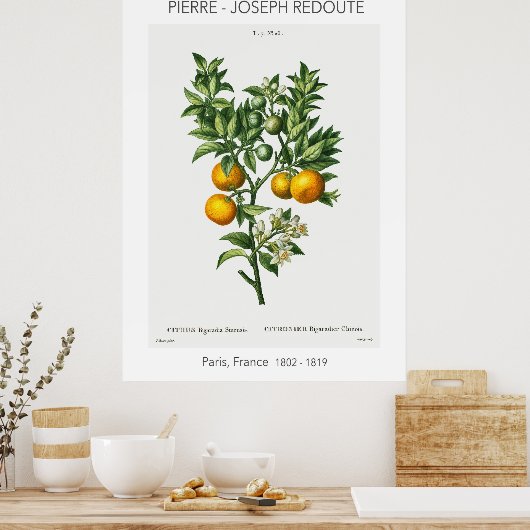 Oranje  citrusvruchten, Botanische illustratie Poster (Keuken)