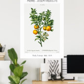 Oranje  citrusvruchten, Botanische illustratie Poster (Thuiskantoor)