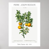 Oranje  citrusvruchten, Botanische illustratie Poster (Voorkant)