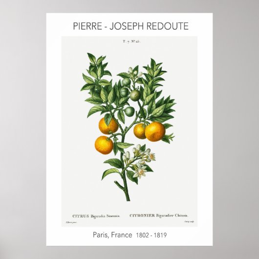 Oranje  citrusvruchten, Botanische illustratie Poster (Voorkant)