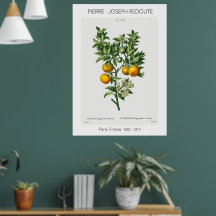Oranje  citrusvruchten, Botanische illustratie