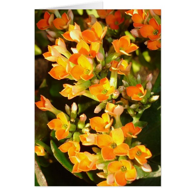 Oranje clusters (Voorkant)