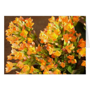 Oranje clusters 2