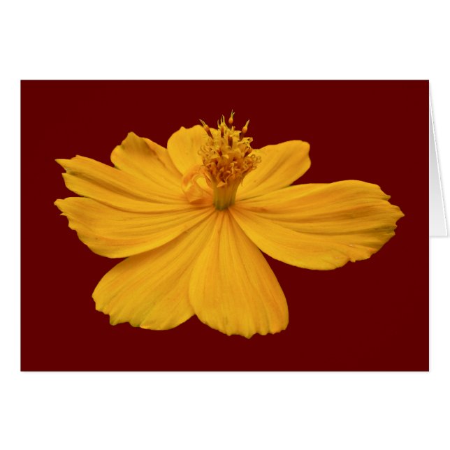 Oranje Cosmos Coördinerende items (Voorkant Horizontaal)