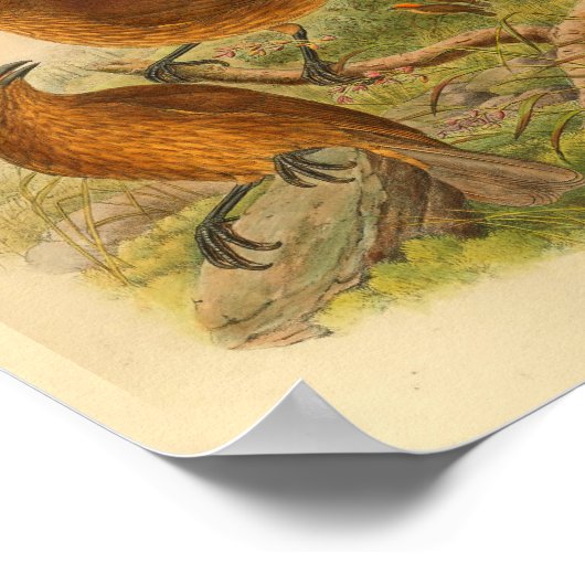 Oranje Crested Bower Bird  Print (Hoek)