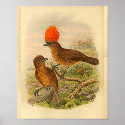 Oranje Crested Bower Bird  Print (Voorkant)