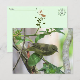 Oranje-Crowned Warbler Briefkaart