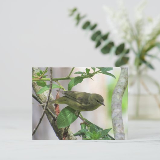 Oranje-Crowned Warbler Briefkaart (Staand voorkant)