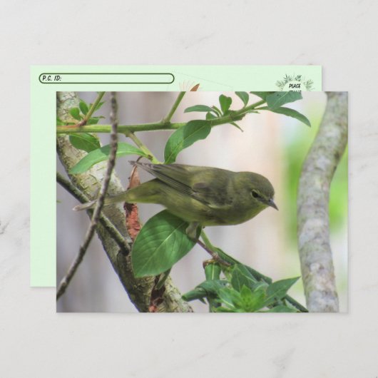 Oranje-Crowned Warbler Briefkaart (Voorkant / Achterkant)