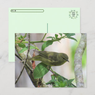 Oranje-Crowned Warbler Briefkaart