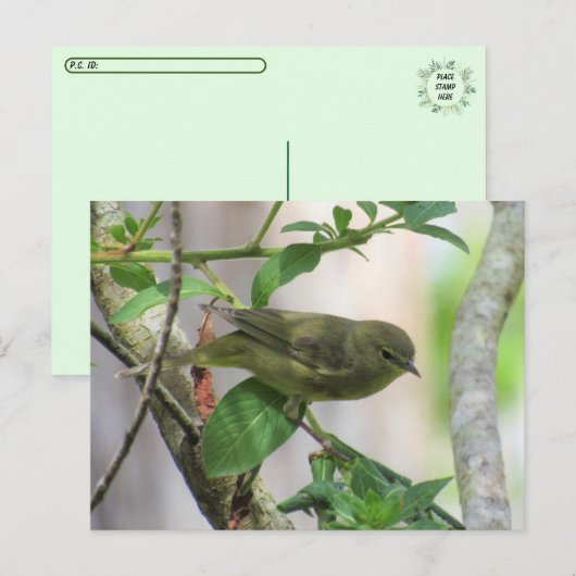 Oranje-Crowned Warbler Briefkaart (Voorkant / Achterkant)