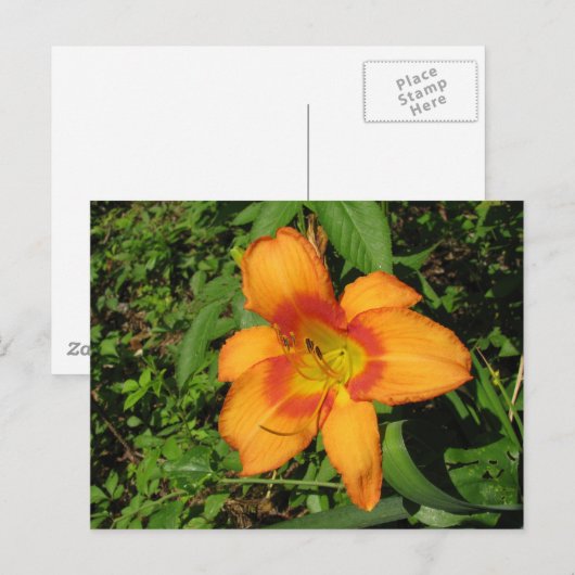 Oranje Crush Daylily Briefkaart (Voorkant / Achterkant)