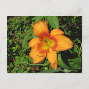 Oranje Crush Daylily Briefkaart