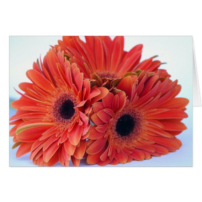 Oranje Crush Trio-kaart (Voorkant Horizontaal)