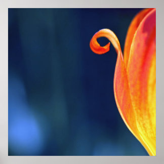 Oranje Curly Tulip Petal Curl Macro Abstract Poster
