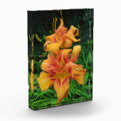 Oranje dagbloemen fotoblokken (Links)