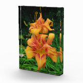 Oranje dagbloemen fotoblokken (Rechts)