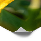 Oranje dagkunst, Canadese fotografie Poster (Hoek)