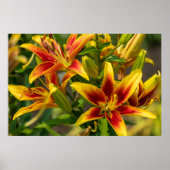 Oranje dagkunst, Canadese fotografie Poster (Voorkant)