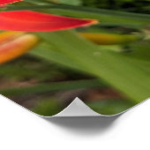 Oranje Daglelie Bloei Bloem Poster (Hoek)