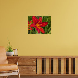 Oranje Daglelie Bloei Bloem Poster