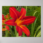 Oranje Daglelie Bloei Bloem Poster (Voorkant)