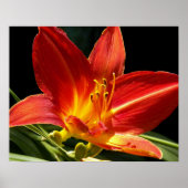 Oranje Daglelie Bloem Bloemfotografie Poster (Voorkant)