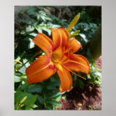 Oranje dagleliefoto-afdruk poster (Voorkant)