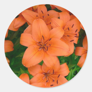 Oranje daglieden ronde sticker