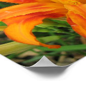 Oranje dagLily Small Portfolio Print (Hoek)