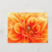 Oranje Dahlia en Ladybug Briefkaart (Voorkant / Achterkant)