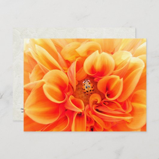 Oranje Dahlia en Ladybug Briefkaart (Voorkant / Achterkant)
