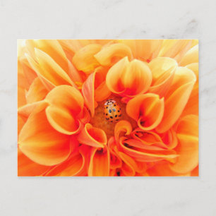 Oranje Dahlia en Ladybug Briefkaart
