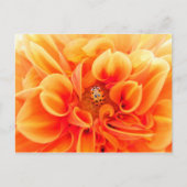 Oranje Dahlia en Ladybug Briefkaart (Voorkant)