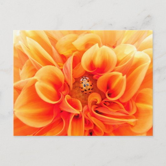 Oranje Dahlia en Ladybug Briefkaart (Voorkant)