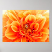 Oranje Dahlia en Ladybug Poster (Voorkant)