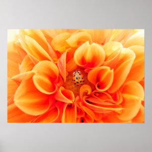 Oranje Dahlia en Ladybug Poster
