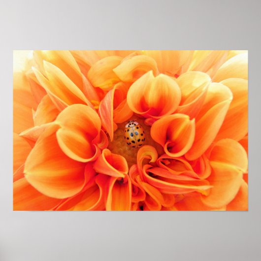 Oranje Dahlia en Ladybug Poster (Voorkant)