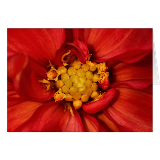 Oranje Dahlia Flower (Voorkant Horizontaal)